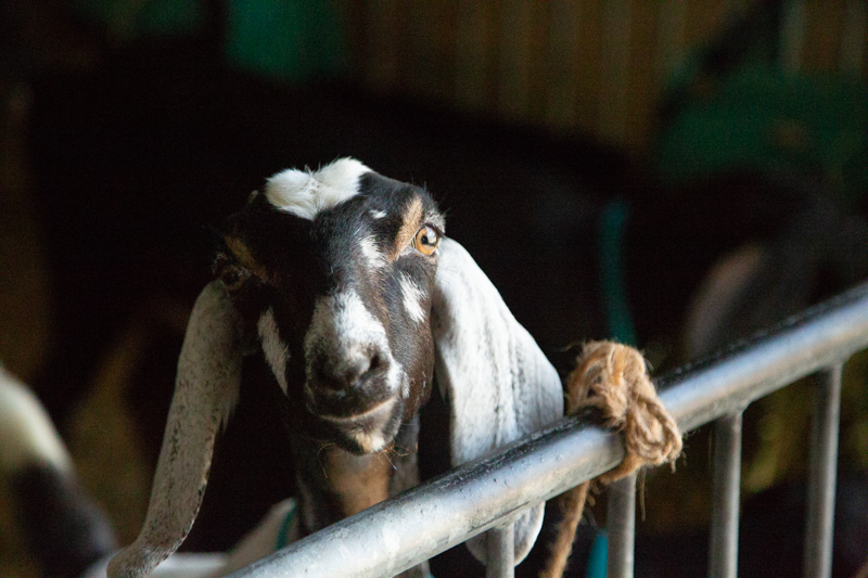 Nubian Goat at the Delaware State Fair