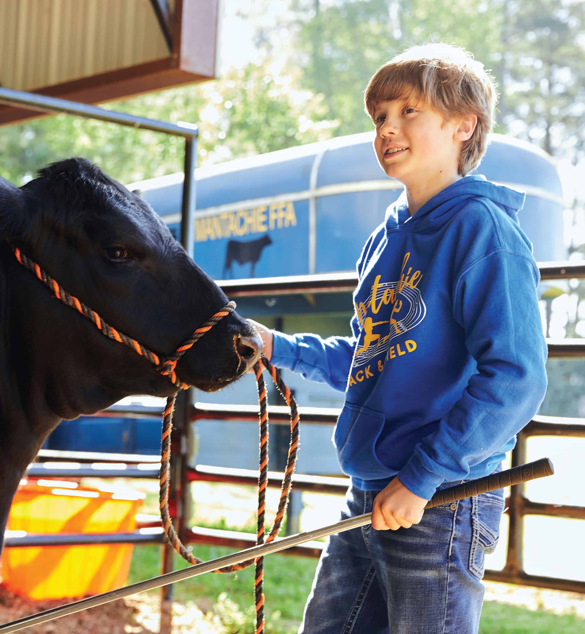 Member Showing Cow