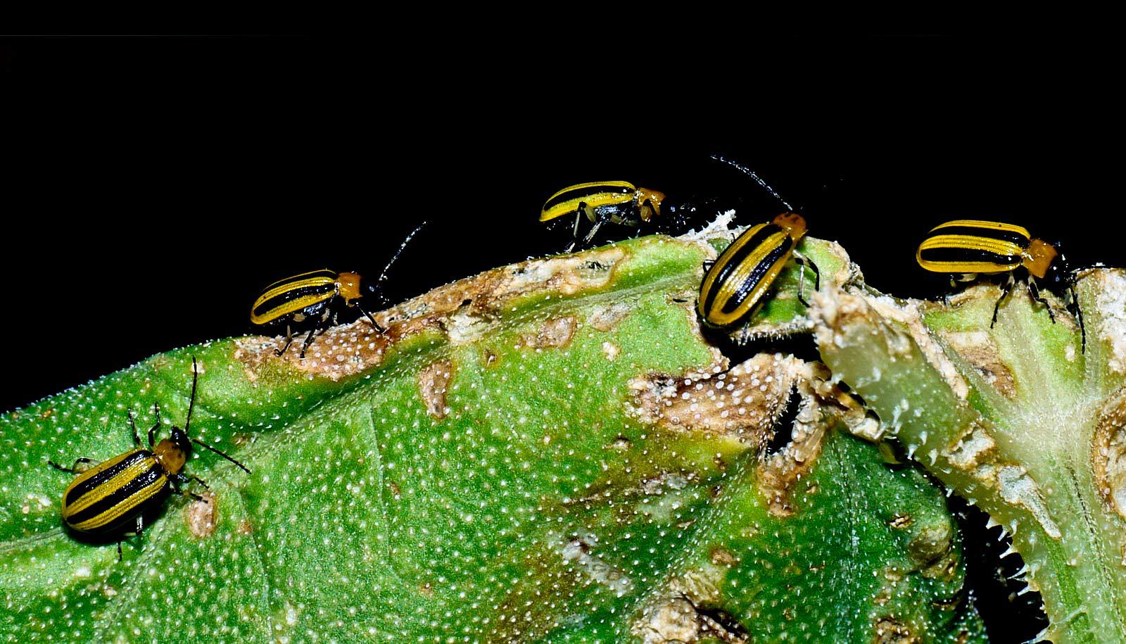 yellow and black striped beetles on plant