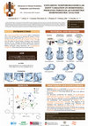 Research paper thumbnail of EXPLORING TEMPOROMANDIBULAR JOINT VARIATION IN HOMINOIDEA PRIMATES THROUGH 3D GEOMETRIC MORPHOMETRIC ANALYSIS