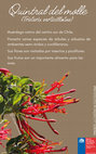 Research paper thumbnail of Chilean mistletoes (Muerdagos de Chile)