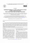 Research paper thumbnail of Pathological Findings in a Captive Senile Western Lowland Gorilla (Gorilla gorilla gorilla) With Chronic Renal Failure and Septic Polyarthritis