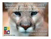 Research paper thumbnail of Translocaciones y conflictos entre carnívoros y ganado: ¿solucionando o creando problemas?