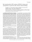 Research paper thumbnail of Rat mitochondrial ATP synthase ATP5G3: cloning and upregulation in pancreas after chronic ethanol feeding