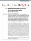 Research paper thumbnail of Heme-mediated apoptosis and fusion damage in BeWo trophoblast cells