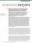 Research paper thumbnail of Natural infection of Neotropical bats with hantavirus in Brazil