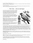 Research paper thumbnail of Fish Crow (Corvus ossifragus)