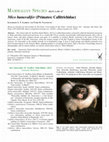 Research paper thumbnail of Mico humeralifer(Primates: Callitrichidae)