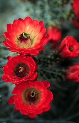 red cactus flowers