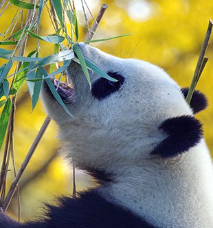 Giant Panda eating bamboo