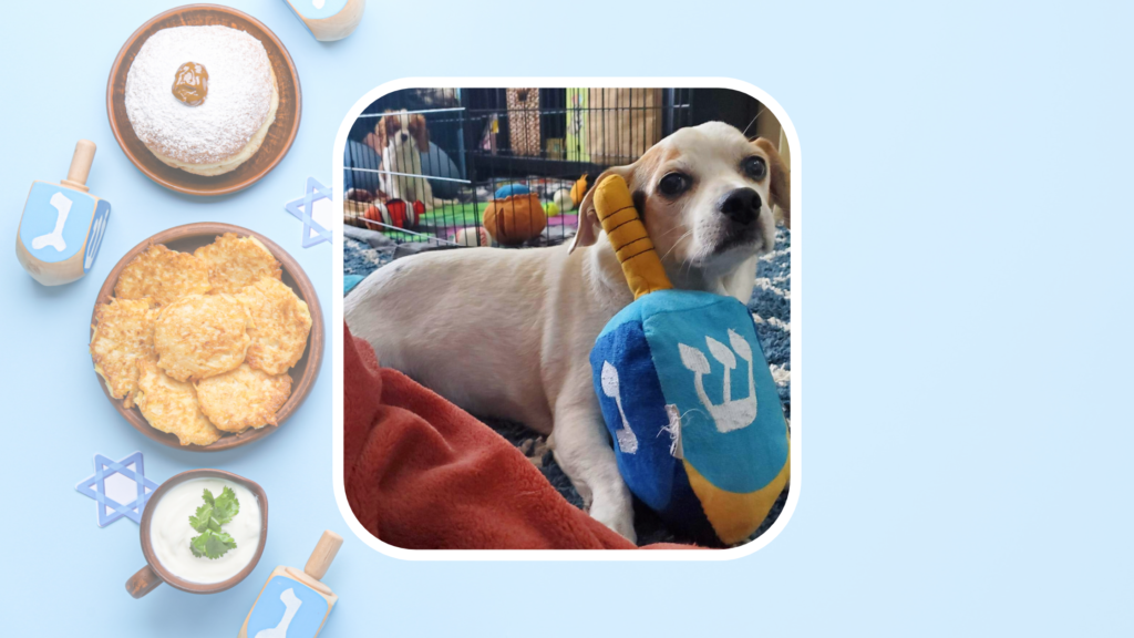 Hannukah graphic including picture of dog with plush dreidel and a bowl of latkes