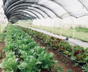 Vegetables grown under a shade cover.