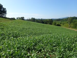 A field of lush and healthy forages for livestock.