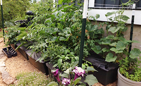 EarthBoxes in garden