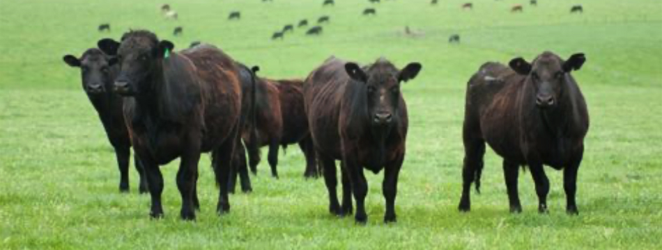 Livestock in a field