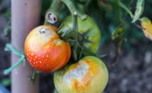 Diseased tomatoes on the vine