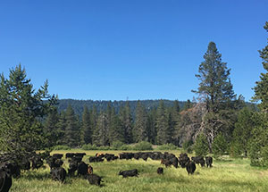 Public lands grazing