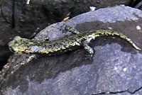 Mount Lyell Salamander 