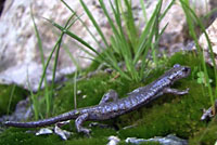 Mount Lyell Salamander 