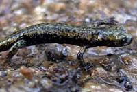 Mount Lyell Salamander 