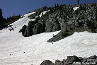 Mount Lyell Salamander Habitat