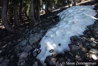 Mount Lyell Salamander Habitat