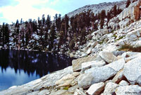 Mount Lyell Salamander Habitat