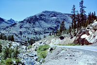 Mount Lyell Salamander Habitat