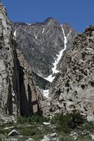 Mount Lyell Salamander habitat