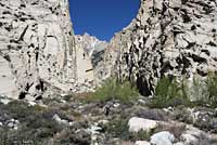 Mount Lyell Salamander habitat