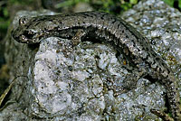 Mount Lyell Salamander 