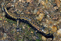 Mount Lyell Salamander