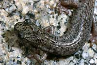 Mount Lyell Salamander