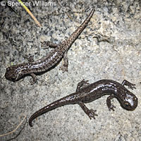 Mount Lyell Salamander