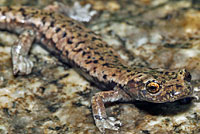 Mount Lyell Salamander 