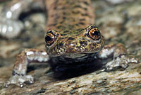 Mount Lyell Salamander 