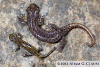 Mount Lyell Salamander s