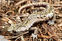 Mount Lyell Salamander s