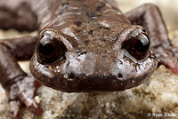 Mount Lyell Salamander s