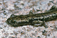 Mount Lyell Salamander