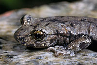 Mount Lyell Salamander 