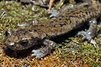 Mount Lyell Salamander 