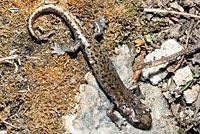 Mount Lyell Salamander 