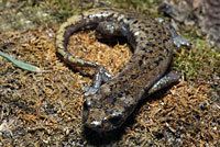 Mount Lyell Salamander 