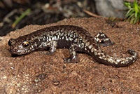 Mount Lyell Salamander