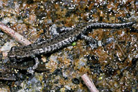 Mount Lyell Salamander