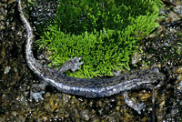 Mount Lyell Salamander