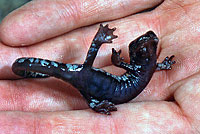 Mount Lyell Salamander