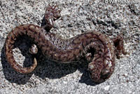 Mount Lyell Salamander