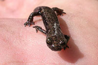 Mount Lyell Salamander